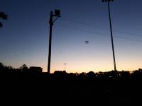 Sydney by dusk with flying foxes