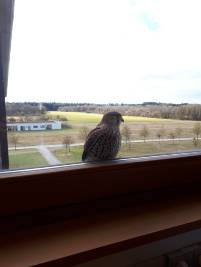 a regular visitor at my office window